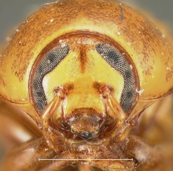 Media type: image; Entomology 9262   Aspect: head frontal view